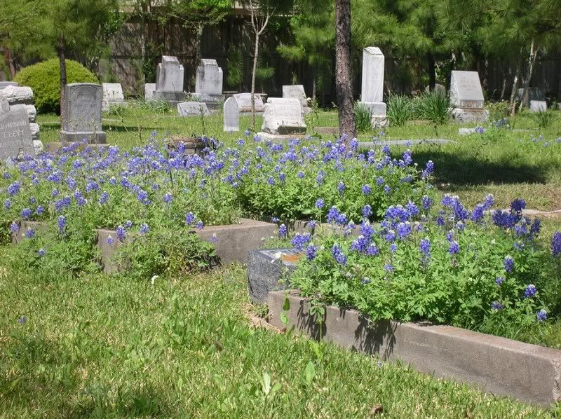 Washington_Cemetery_Bluebonnets.jpg