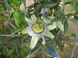 passflower