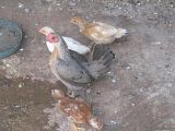 chick1