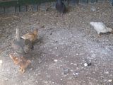 chick3