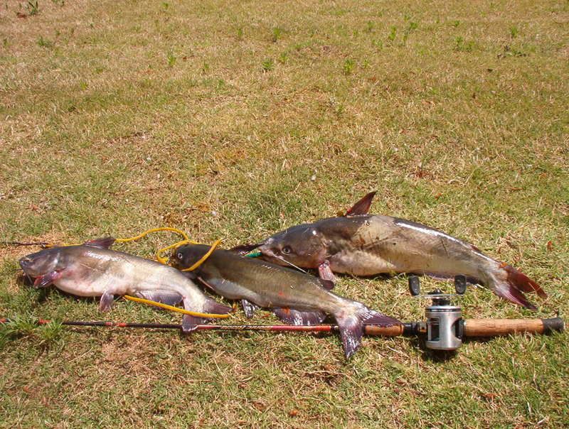 The Lake Lanier rumor? Catfish Angler Forum at USCA