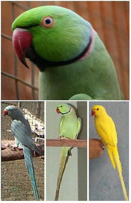 Wta Bayan India Malaysia Bird Forum