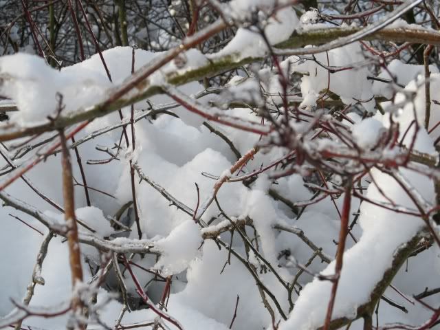 Bild; Quelle: http://i101.photobucket.com/albums/m45/wulli83/IMG_00632.jpg Bild; Quelle: http://i101.photobucket.com/albums/m45/wulli83/IMG_00632.jpg