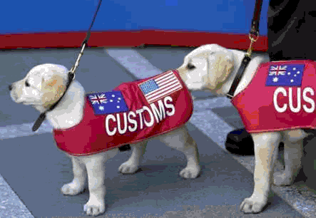 dogssniffbraindead.gif