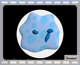 Protozoa.flv Cosmic Blobs - Protozoa in Pond Water video by TMeeks