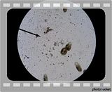 BackyardInfusion01.flv Backyard Infusion 01 video by TMeeks
