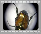 Beetle_LED_Lights.flv Beetle LED Lighting 10X video by TMeeks