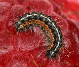 Caterpillar_on_Raspberry.jpg Caterpillar Eating Raspberry image by TMeeks