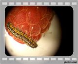 RaspberryCaterpillar.flv Caterpillar Eating a Raspberry - 10x Microscope video by TMeeks