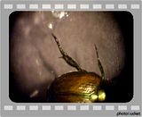 beetle.flv Beetle 10x video by TMeeks