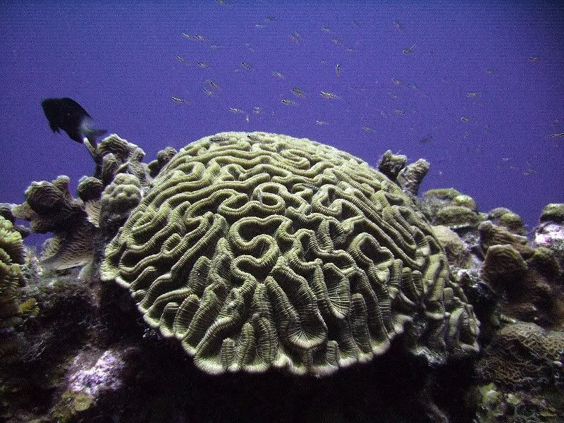 coralshot.jpg