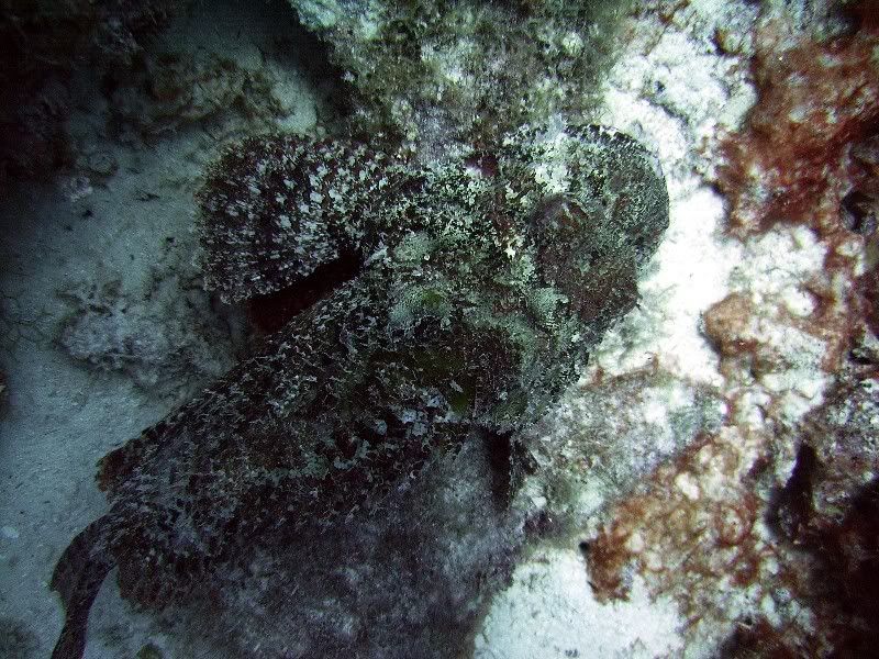 scorpionfish2.jpg