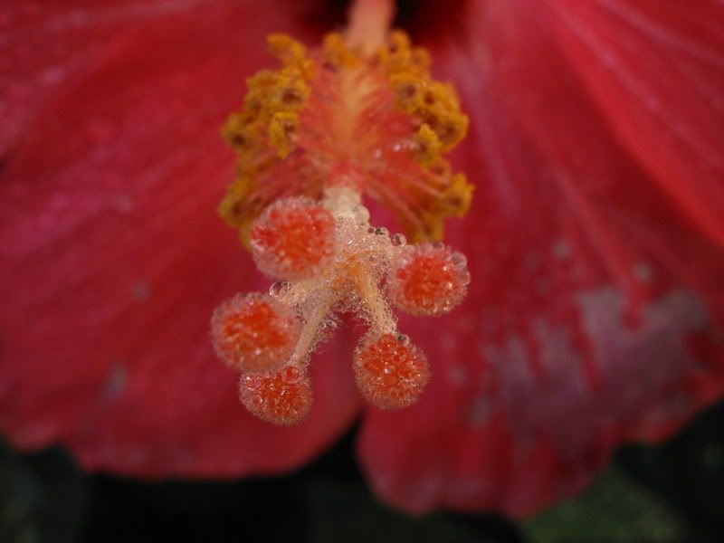 hibiscus4.jpg