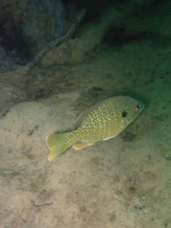 bluegill1.jpg