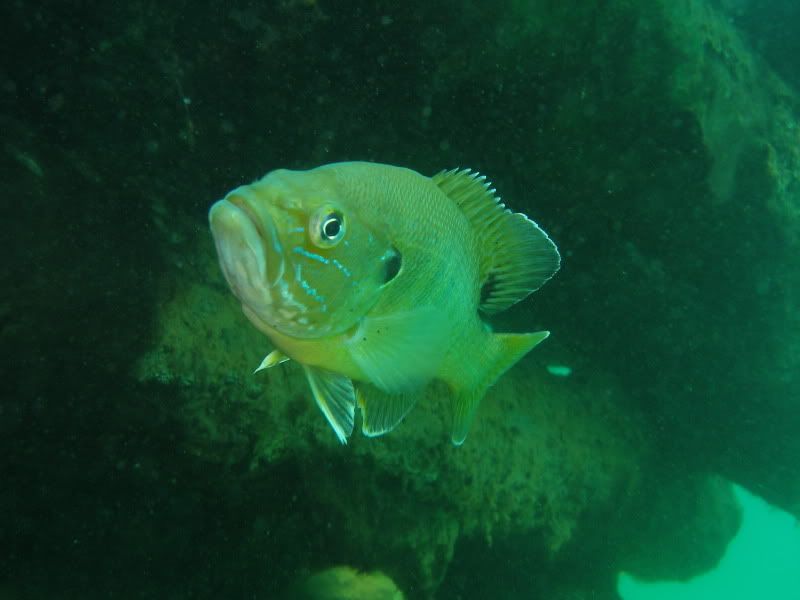 bluegill5.jpg