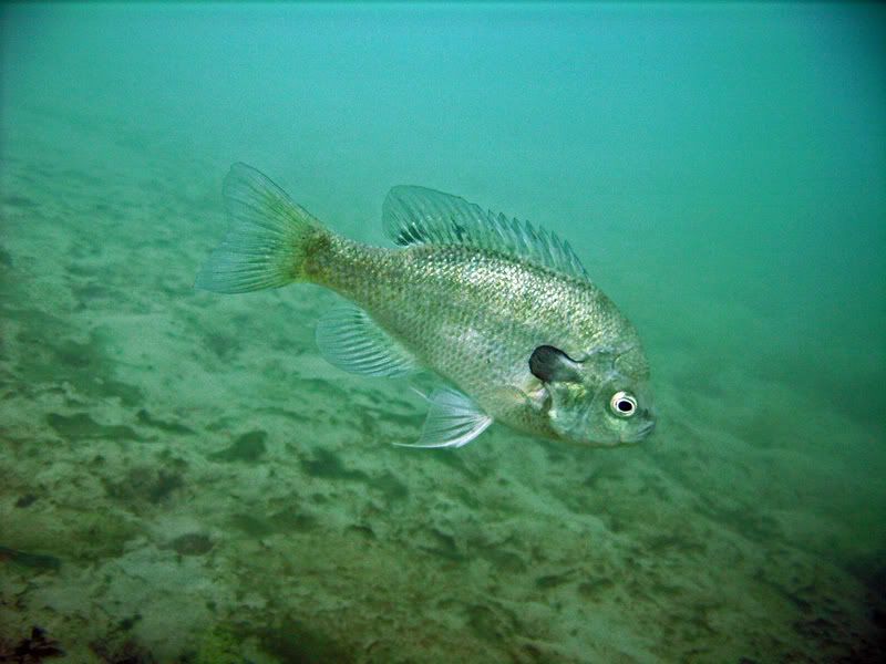 greatbluegill.jpg