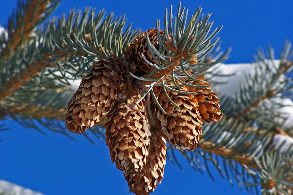 Snowypinecones2.jpg