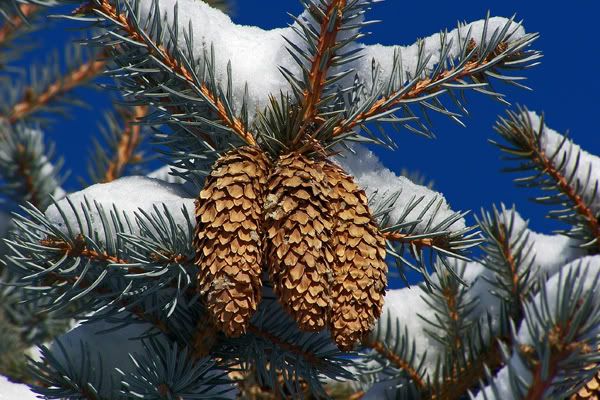 frozenpinecones.jpg