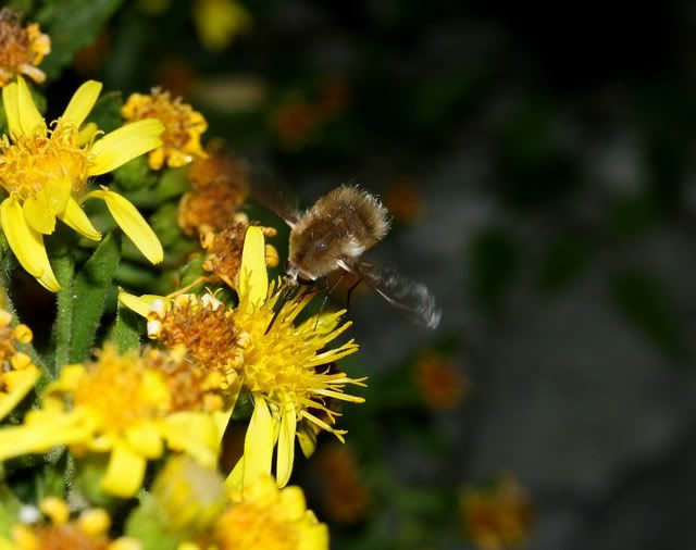 Bombylius_cf_fulvescens.jpg