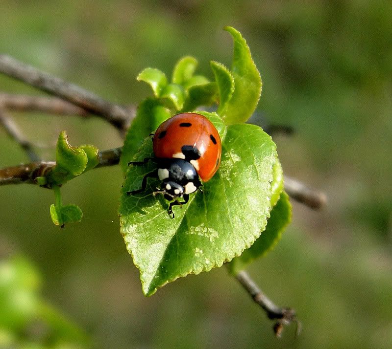 Coccinella_septempunctata.jpg