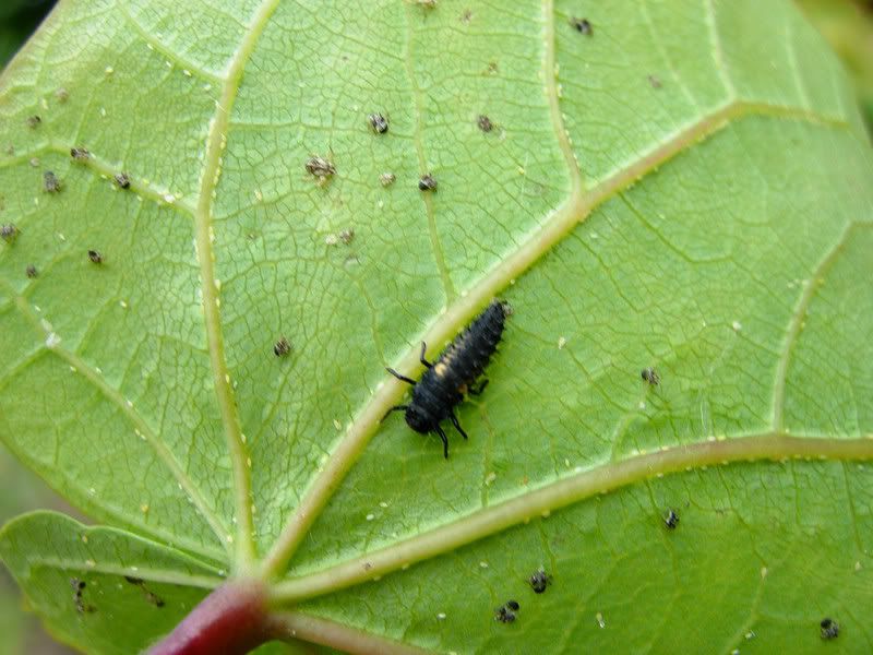 Immagine102_1.jpg