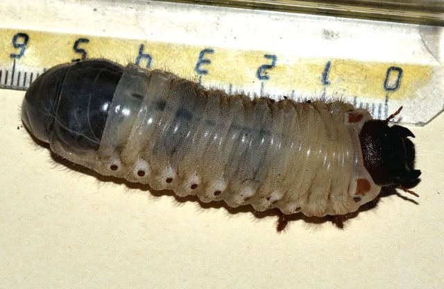 Oryctes_nasicornis3.jpg