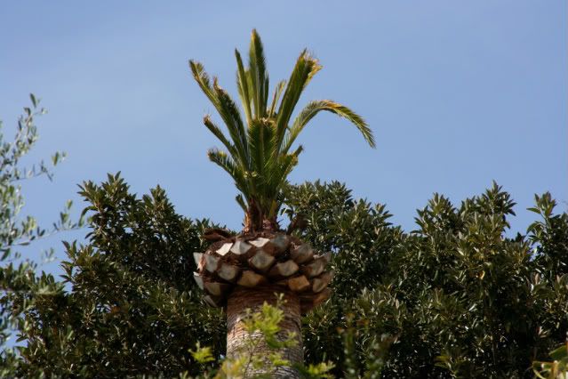 dendrochirurgia_palma2.jpg