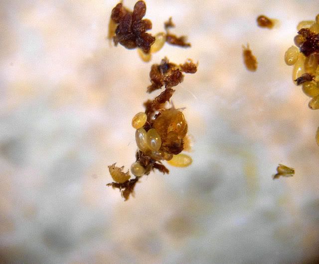 Viteus_vitifoliae5.jpg