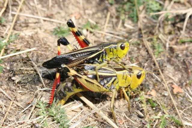 Acyptera_fusca_accoppiamento.jpg