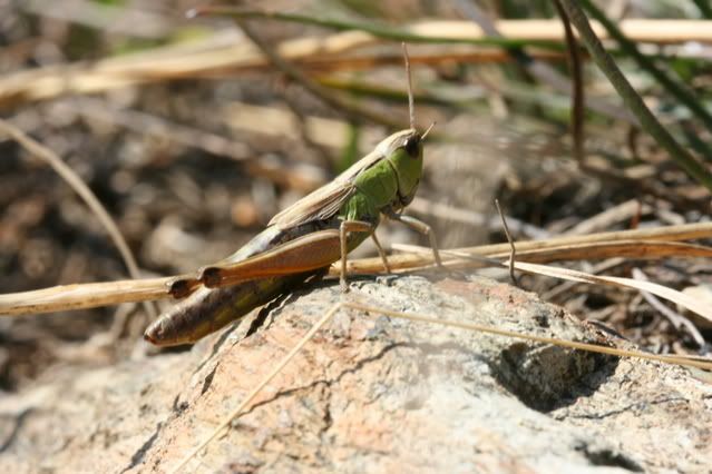 Staurodeus_scalaris_scalarisninfa.jpg