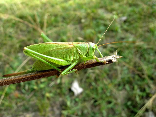 Tettigonia_cantansmaschio.jpg