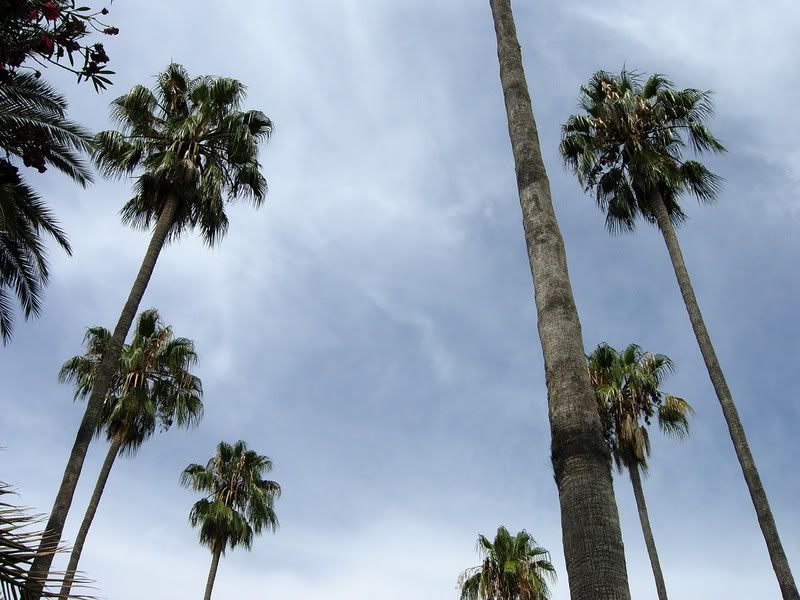 washingtonia_robusta.jpg