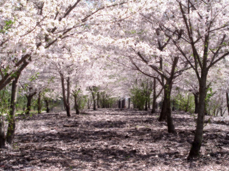 It is known that when Sakura tree is forty or fifty years old 