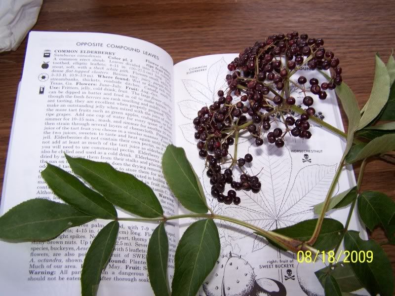Elderberry branch Pictures, Images and Photos