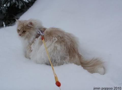 Manna the snowprincess