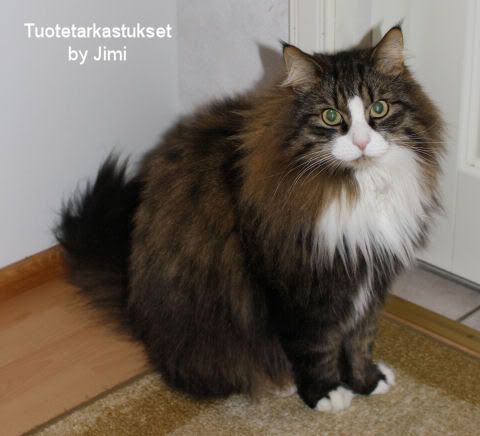 Minä itte