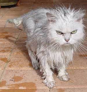  photo angry_wet_cat.jpg