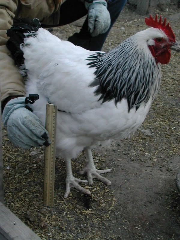 8+ SQ Light Sussex/Coronation Sussex Hatching Eggs BackYard Chickens