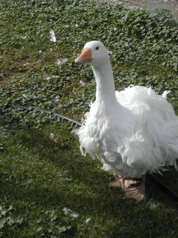 2+ White Sebastopol Goose Hatching Eggs