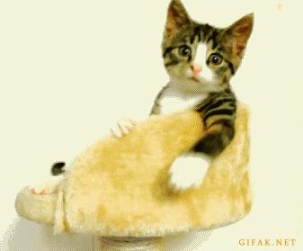 010-funny-animal-gifs-funny-cat.gif
