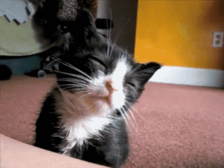 4f79f3f86483f.gif
