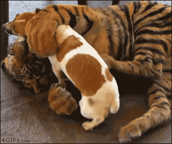 4f7e591551a15.gif