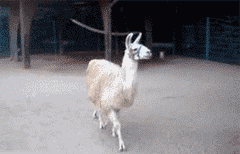9873852399.gif