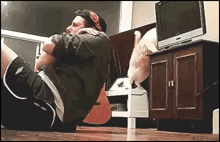 bad_cat.gif
