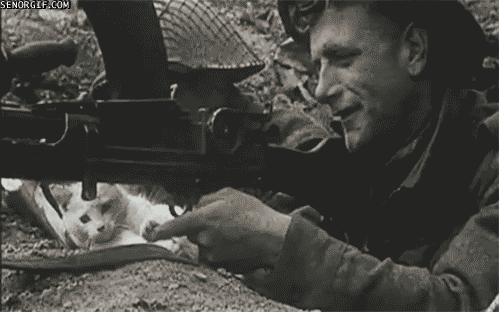best-gifs-pt8-cat-world-war-soldier-funny.gif