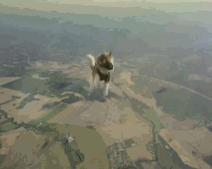 cat-gif-skydive-456789.gif
