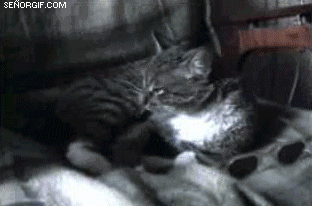 catrageous.gif
