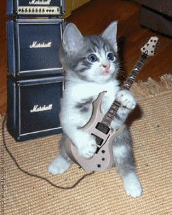 fAn_GuitarKitten.gif