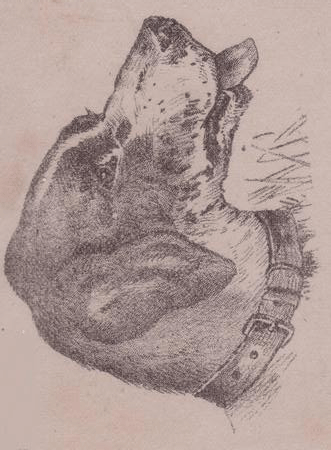 rabbit.gif