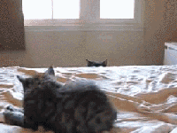 soon_5.gif